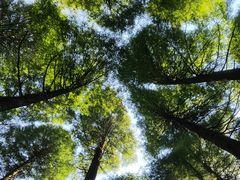 -武陵山森林公园