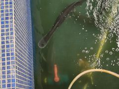 -鸿渡渔庄·特色鸭咀鱼