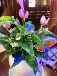 -南京医科大学友谊整形外科医院