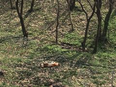 -合肥野生动物园
