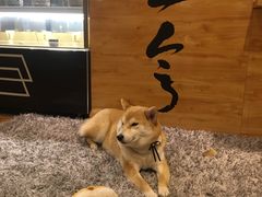 -柴务处·柴犬主题狗咖