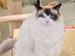 -豆逗聊愈猫阁Easy Life