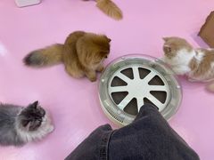 -爪爪喵星球·猫舍(前海卓越店)