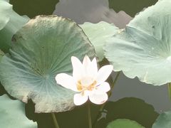 -惠州西湖丰渚园
