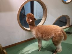 -藦茜花园宠物主题亲子互动体验馆(国顺东路店)