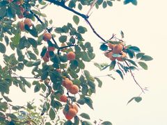 -北京市劳动人民文化宫(太庙)