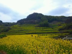 -灵山景区梯田