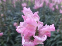 -径山花海