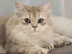-Bastet sally猫舍购宠(静安店)