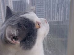 -Heymao猫咖.咖啡厅(东门店)