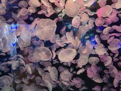 -江和美海洋公园