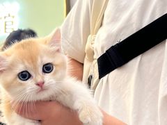 -钦宠·猫咪售卖·洗护·寄养(东圃旗舰店)
