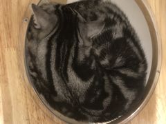 -有喵·猫咖·狗咖·30几只猫10只小狗(岗厦店)