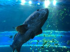 -华夏文旅海洋公园