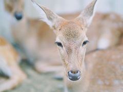 -鹿境梅花鹿生态园区
