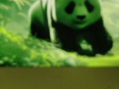 -眉州东坡·熊猫主题餐厅(枫蓝店)