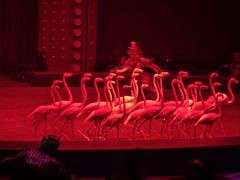 -珠海横琴长隆《卡卡虎奇遇记》