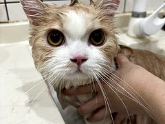 -猫大福·Fortune Cat猫舍(百子湾店)