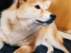 -汪说·狗咖(旺城大厦店)