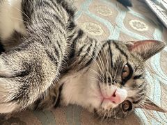 -美联众合宠物医院·爱萌分院·内外科·猫科中心