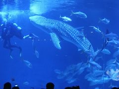 -烟台海昌鲸鲨海洋公园