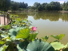 -石家庄市植物园