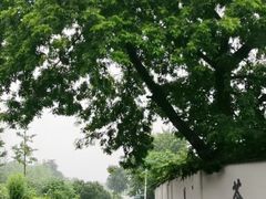 -龙坞茶村
