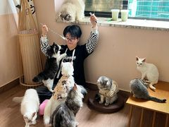 -楼上猫咖(罗湖店)