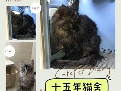 -70cat德文卷毛猫·缅因猫纯种猫舍