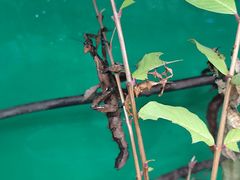 -上海大自然野生昆虫馆(东方明珠·爬宠昆虫探索中心)