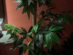 -泰融玺·泰式按摩SPA(包河万达店)