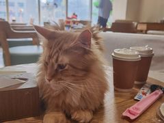 -藏猫猫咖啡主题馆(中央大道店)