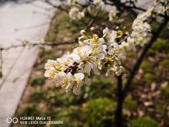 -新虹桥中心花园