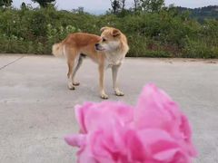 -良成狗狗乐园