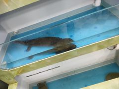 -潮信鱼头王(西环店)