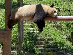 -中国大熊猫保护研究中心雅安碧峰峡基地