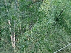 -上海佘山国家森林公园天马山园