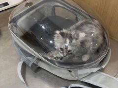 -米苏动物医院·犬猫专科·骨科外科内窥镜