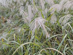 -昆山城市生态森林公园