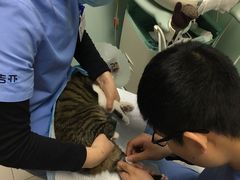 -纳吉亚猫专科动物医院博雅分院