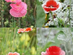 -上海滨江森林公园