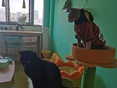 -猫在这儿猫咪咖啡馆·撸猫馆