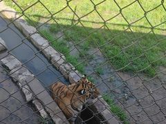 -横道河子东北虎林园