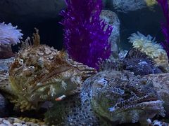 -瑞普利水族馆