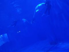 -多彩贵州城极地海洋世界