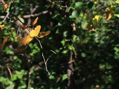 -帽儿山国家森林公园