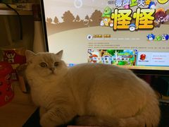 -联合动物医院(光谷诊疗中心)