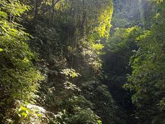 -西双版纳原始森林公园
