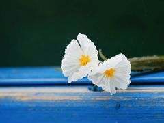 -丽江泸沽湖景区