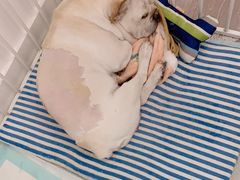 -爱侣宠医·鹦鹉专科·小型哺乳类·异宠专科(灵石路店)